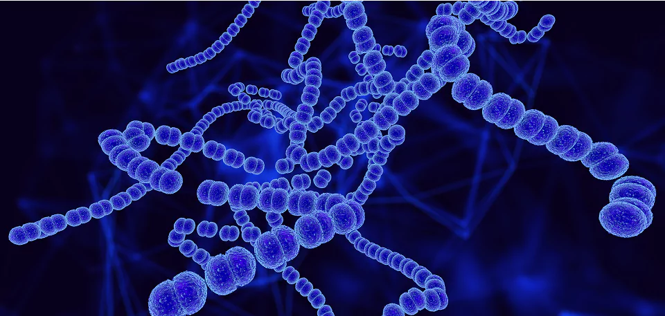 Termofius Streptococcus Thermophilus – Gut & Lactose Digestion Aid