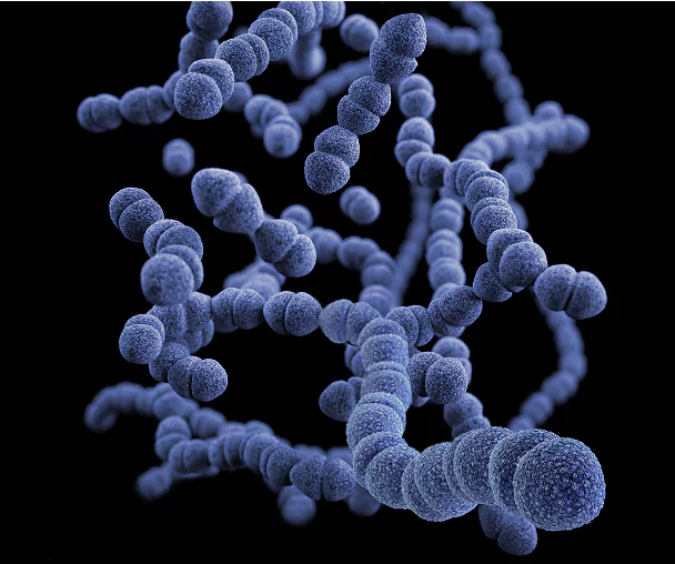 Termofius Streptococcus Thermophilus – Gut & Lactose Digestion Aid